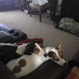 Meet your Posher, Dana